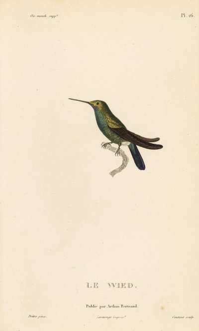 Colibri de Wed ou de Neuwied, Trochilus cyanogenys ou Ornismya wiedii. Gravure sur acier coloriée à la main par Coutant d