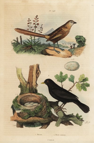 Mérion, Amytornis textilis, et merle commun avec nid et œufs, Turdus merula - Unbekannt