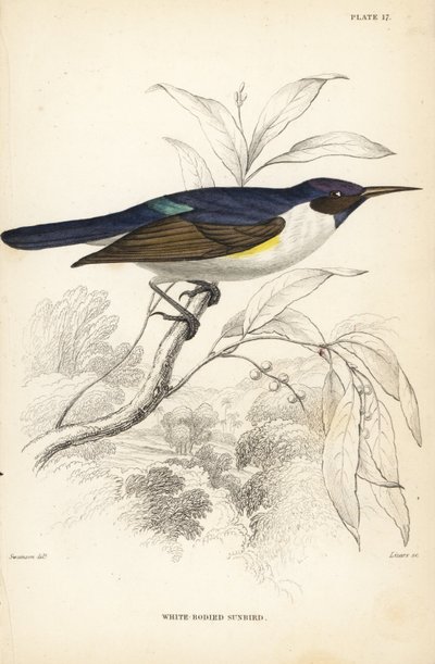 Souimanga à dos violet occidental, Anthreptes longuemarei (Souimanga à corps blanc, Anthreptes leucosoma). Gravure sur acier coloriée à la main par William Lizars d