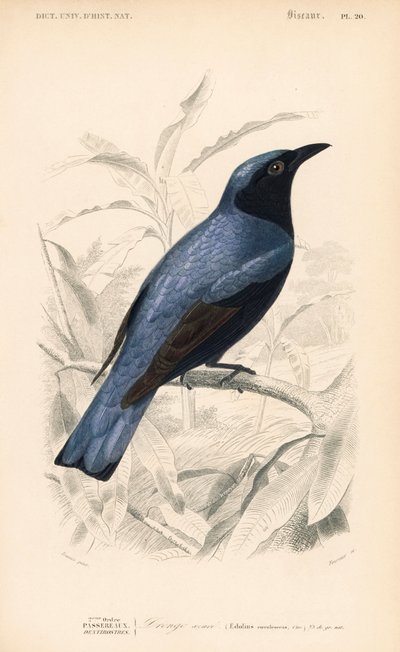 Drongo à ventre blanc, Dicrurus caerulescens - Unbekannter Künstler