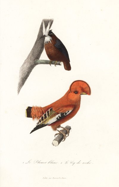 Fourmilier à plumes blanches et coq-de-roche de Guyane - Unbekannter Künstler