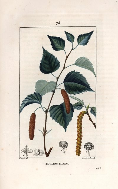 Bouleau blanc ou bouleau verruqueux - Gravure par Lambert fils, d