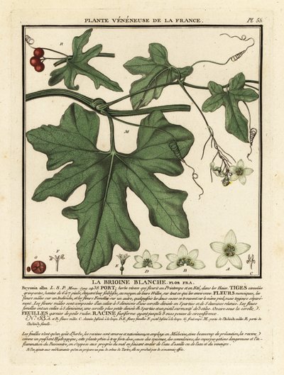 Bryone blanche, Bryonia alba - Unbekannter Künstler