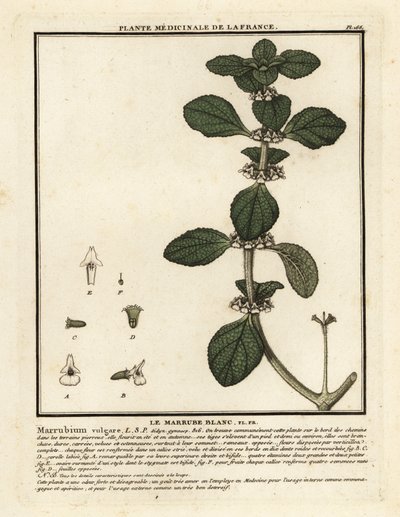 Marrube blanc, Marrubium vulgare - Unbekannter Künstler