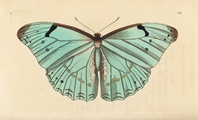 Morpho blanc, Morpho laertes - Unbekannt