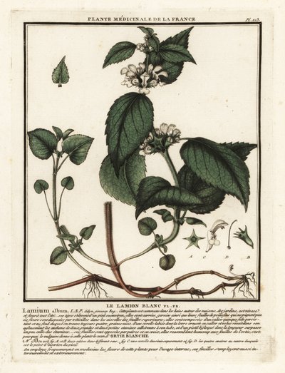 Lamier blanc, Lamium album - Unbekannter Künstler
