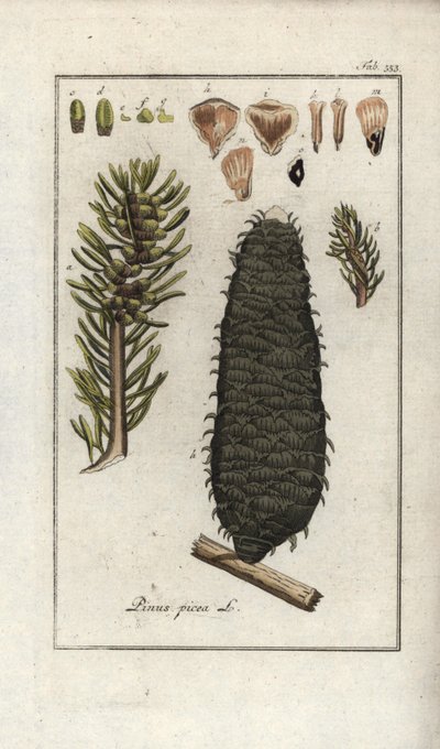 Sapin blanc ou pectine ou sapin des Vosges (Abies alba) - Unbekannter Künstler
