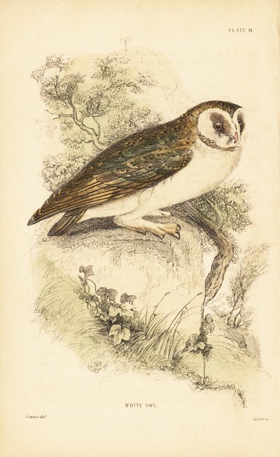Chouette effraie ou effraie des clochers, Tyto alba, perchée sur un rocher - Unbekannter Künstler