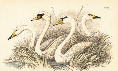 Cygne chanteur, cygne muet, cygne de Bewick - Unbekannter Künstler