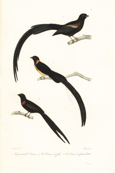 Veuves et oiseaux veuves - Unbekannter Künstler