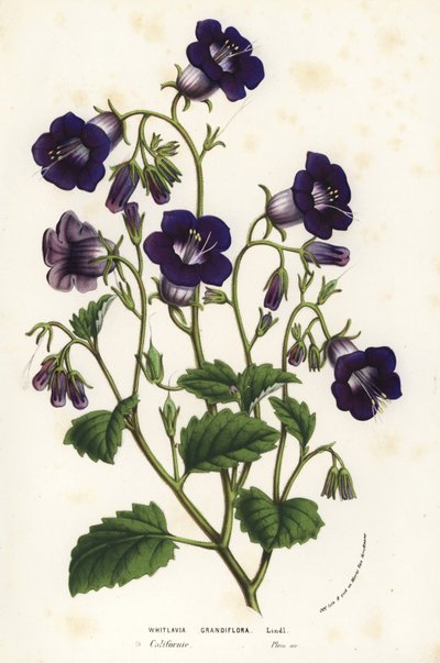 Clochettes sauvages de Canterbury, Phacelia minor (Whitlavia grandiflora). Lithographie coloriée à la main de Flowers of the Gardens and Hothouses of Europe de Louis van Houtte et Charles Lemaire, Flore des Serres et des Jardins de l