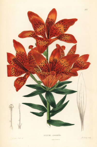 Lys sauvage - Lys de Sibérie, Lilium pensylvanicum - Unbekannter Künstler