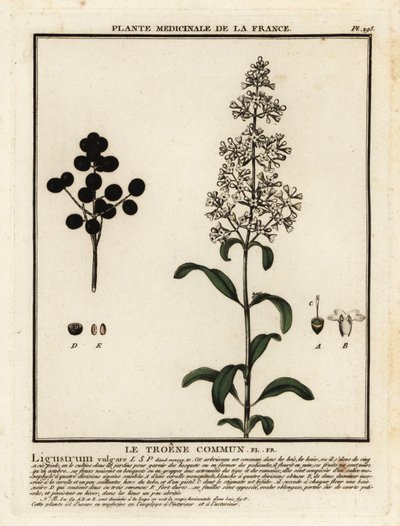 Troène commun, Ligustrum vulgare - Unbekannter Künstler
