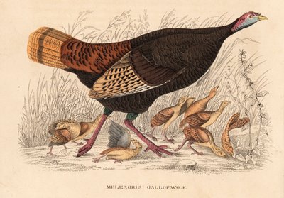 Dinde sauvage, Meleagris gallopavo, poule avec poussins. Lithographie en couleur de la Galerie d