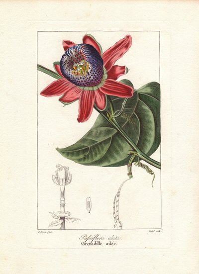 Passiflore à tige ailée, Passiflora alata, originaire du Brésil. Gravure au pointillé coloriée à la main sur cuivre par Goulet d
