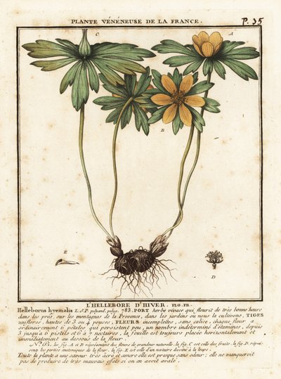 Hellébore d