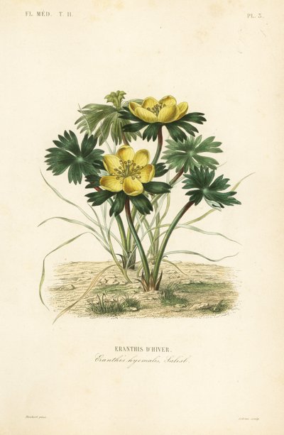 Eranthis d