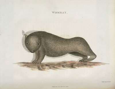 Wombat, Australie, vers 1798 - Unbekannt