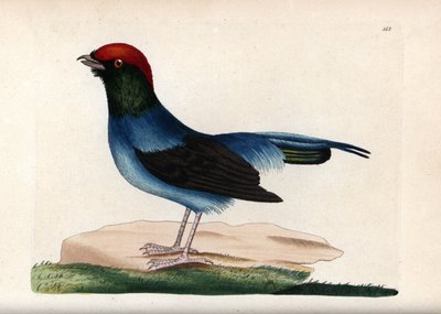 Manakin merveilleux (Chiroxiphia linearis). Illustration non signée (George Shaw et Frederick Nodder). Lithographie dans The Naturalist