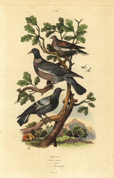 Pigeon ramier, Columba palumbus, pigeon biset, Columba livia, et tourterelle, Streptopelia risoria - Unbekannt