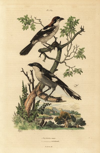Pie-grièche à tête rousse, Lanius senator, et pie-grièche méridionale, Lanius meridionalis - Unbekannt