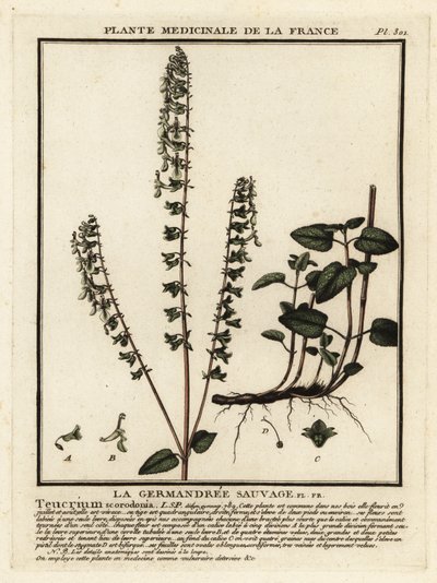 Germandrée des bois - Unbekannter Künstler