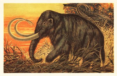 Mammouth laineux, Mammuthus primigenius - Unbekannter Künstler