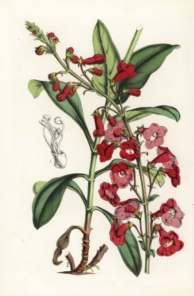 Penstémon de Wright, Penstemon wrightii - Unbekannter Künstler