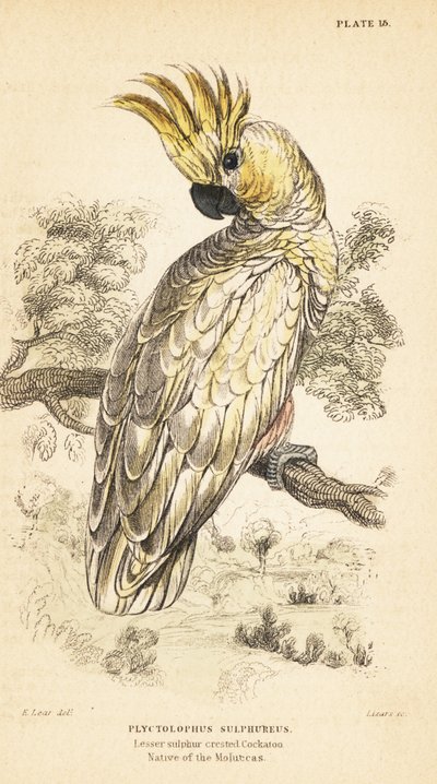 Cacatoès à huppe jaune, Cacatua sulphurea - Unbekannter Künstler