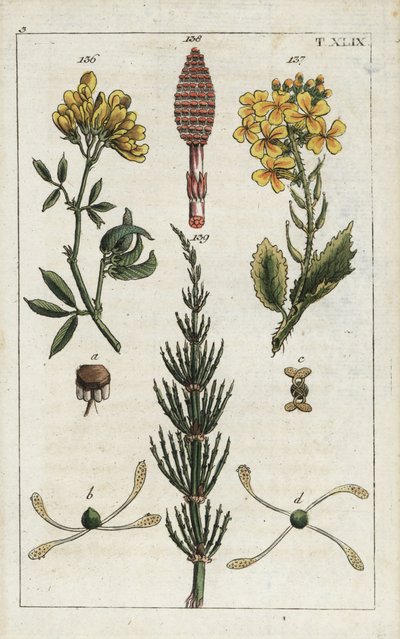 Luzerne jaune (alfalfa), Medicago falcata 136, radis sauvage (ravenelle), Raphanus raphnistrum 137, et prêle des champs, Equisetum arvense 138/139 - Unbekannter Künstler