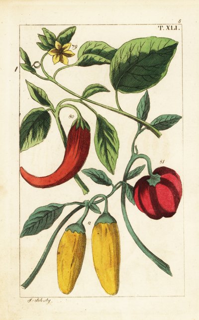 Poivrons jaunes et rouges, Capsicum annuum - Unbekannter Künstler