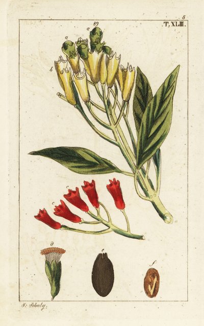 Clou de girofle jaune et rouge, Syzygium aromaticum - Unbekannter Künstler