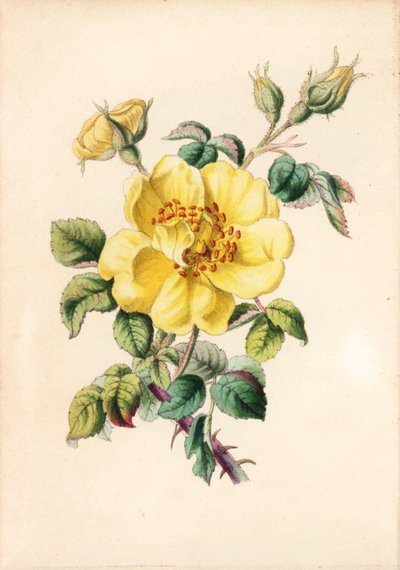 Rose ronce jaune, Rosa lutea - Unbekannter Künstler