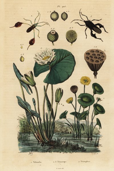Lotus jaune, Nelumbo lutea 1, punaises à pattes feuillues, Anisoscelis foliaceus 2 et Anoplocnemis curvipes 3, et nénuphar blanc, Nymphaea alba 4 - Unbekannt