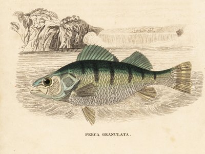 Perche jaune, Perca flavescens. Gravure à l