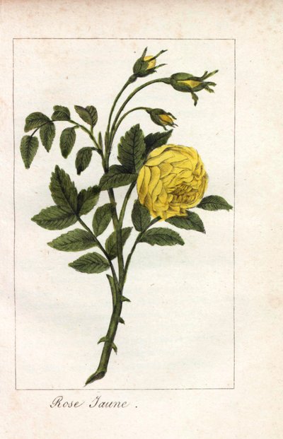 Rose jaune, Rosa lutea. Gravure sur cuivre coloriée à la main d