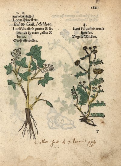 Mélilot jaune, Melilotus officinalis. Gravure sur bois coloriée à la main d