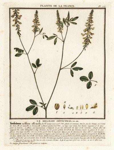 Mélilot jaune, Melilotus - Unbekannter Künstler