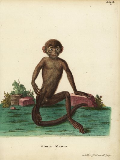 Jeune langur à bandes, Presbytis femoralis. Simia maura. Illustration d