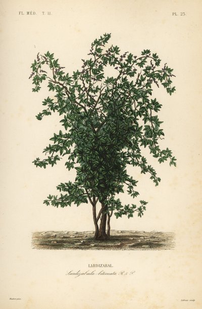 Arbre fruitier Zabala, Lardizabala biternata - Unbekannt