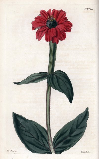 Zinnia avec fleur rouge. Gravure sur cuivre, mettant en vedette John Curtis et gravée par Weddell, publiée dans le « Curtis Botanical Magazine » - Unbekannter Künstler
