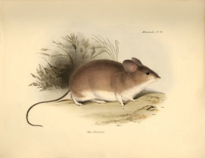 Zoologie : Le "Mud Darwinii" ou souris décrit par Charles Darwin lors de son voyage d