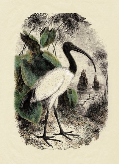Zoologie: Ibis sacré (Threskiornis aethiopicus), gravure du 19ème siècle - Unbekannter Künstler
