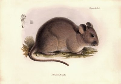 Zoologie : Le « Abrocoma Bennettii » ou chinchilla Bennett décrit par Charles Darwin lors de son voyage d