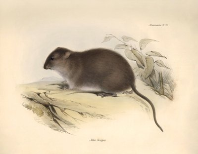 Zoologie : Le "Mus fuscipes" ou rongeur de la côte australienne décrit par Charles Darwin lors de son voyage d