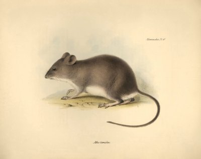 Zoologie : Le "Mus tumidus" ou rat des marais décrit par Charles Darwin lors de son voyage d