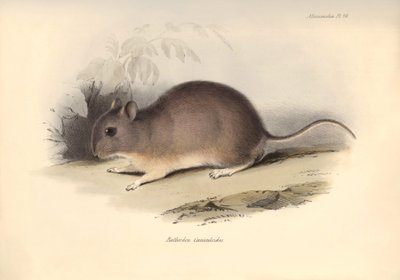 Représentation du Reithrodon Cuniculoides, rongeur décrit par Charles Darwin lors de son voyage d