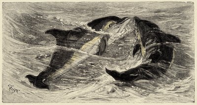 Zoologie : dauphins (delphinus delphis) décrits et illustrés par Carlo Vogt et Federico Specht dans "Histoire naturelle illustrée : mammifères" 1884 - Unbekannter Künstler