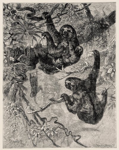 Zoologie : paresseux (Ai - Bradypus tridactylus) décrit et illustré par Carlo Vogt et Federico Specht dans « Histoire Naturelle Illustrée : Mammifères » 1884 - Unbekannter Künstler
