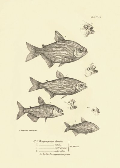 Zoologie : représentation du poisson "Tetragonopterus Abramis, rutilus, scabripinnis, interruptus" décrit par Charles Darwin lors de son voyage à bord du Beagle. Planche de "The zoology of the voyage of H.M.S. Beagle under the command of Captain Fitzroy" - Unbekannter Künstler